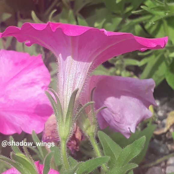 B.O.C. Born Concept Floral Tooled Leather Ballet Flats - Size 8 1/2 Tan - Picture 11 of 12
